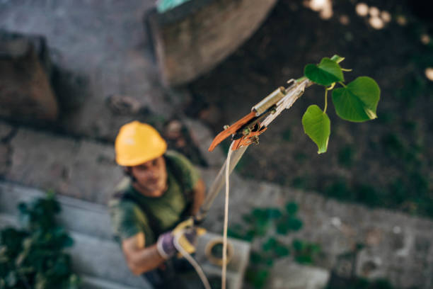 How Our Tree Care Process Works  in  Lawnton, PA